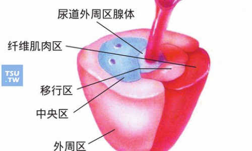夜交藤的图片欣赏网 - 为你提供夜交藤的副作用及禁忌、夜交藤的来源与功效